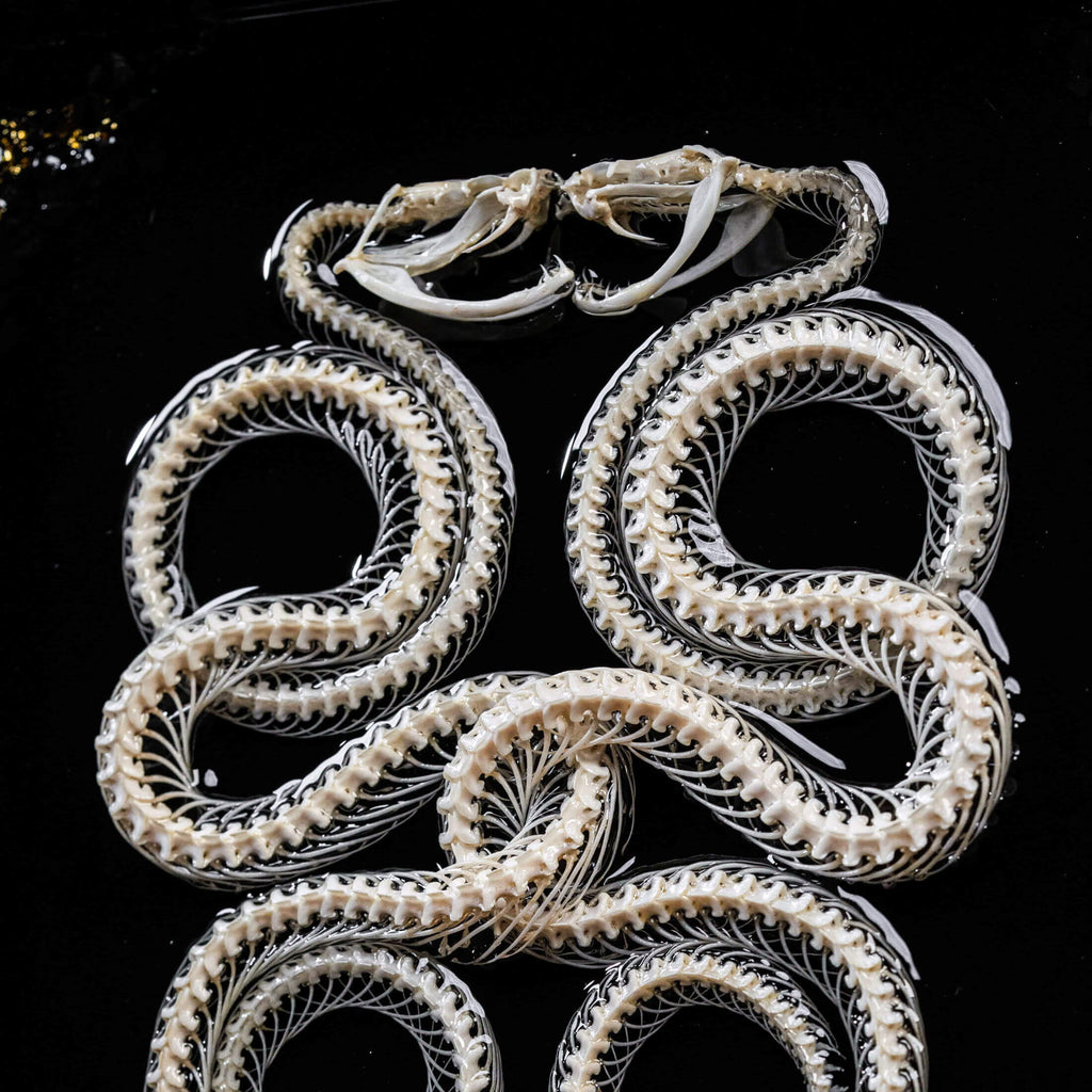 museum specimen, bone collection, skeleton collection,  oddities and curiosities, gothic wall decoration, Real viper skeleton on Victorian Vintage Picture frame,  Venomous snake fangs, snake skeleton, snake anatomy, real snake skull, Caduceus Snake skeleton