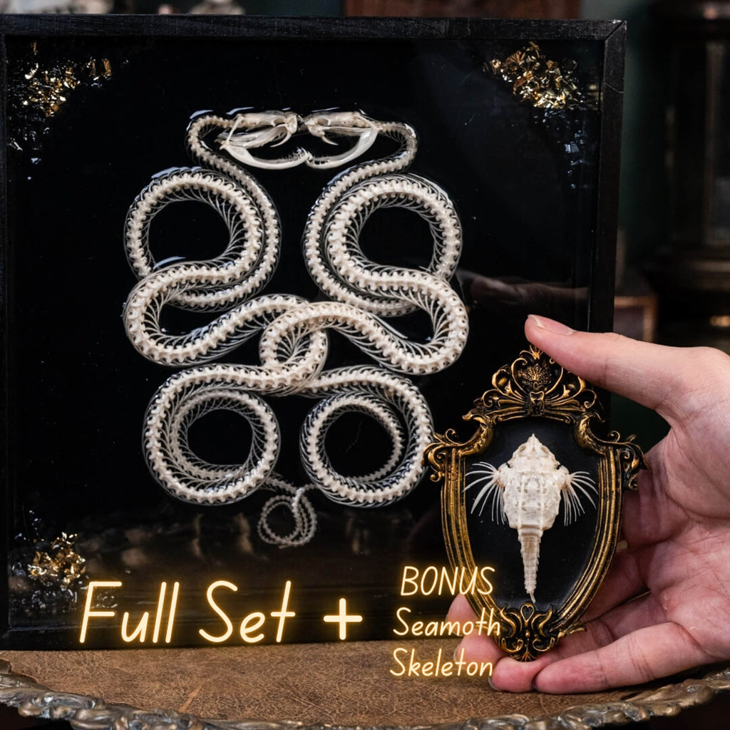 museum specimen, bone collection, skeleton collection,  oddities and curiosities, gothic wall decoration, Real viper skeleton on Victorian Vintage Picture frame,  Venomous snake fangs, snake skeleton, snake anatomy, real snake skull, Caduceus Snake skeleton