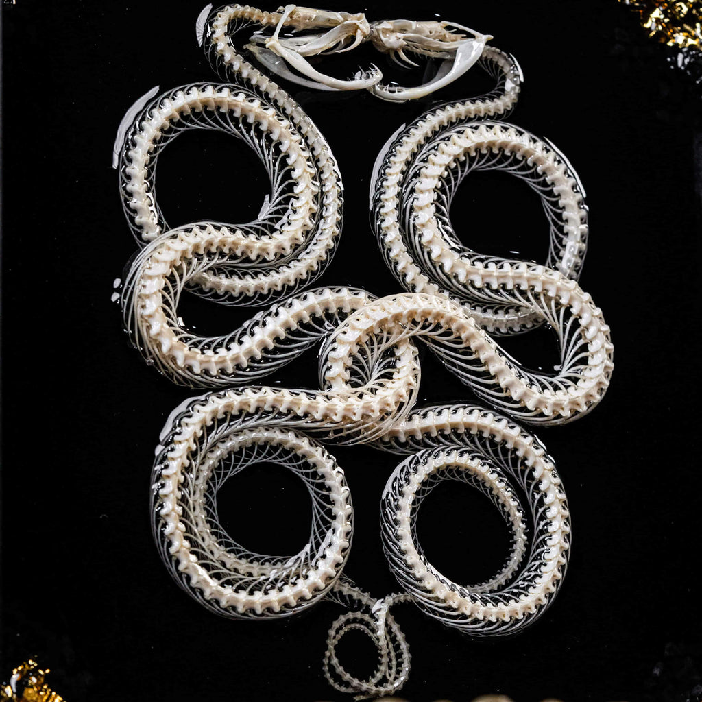 museum specimen, bone collection, skeleton collection,  oddities and curiosities, gothic wall decoration, Real viper skeleton on Victorian Vintage Picture frame,  Venomous snake fangs, snake skeleton, snake anatomy, real snake skull, Caduceus Snake skeleton