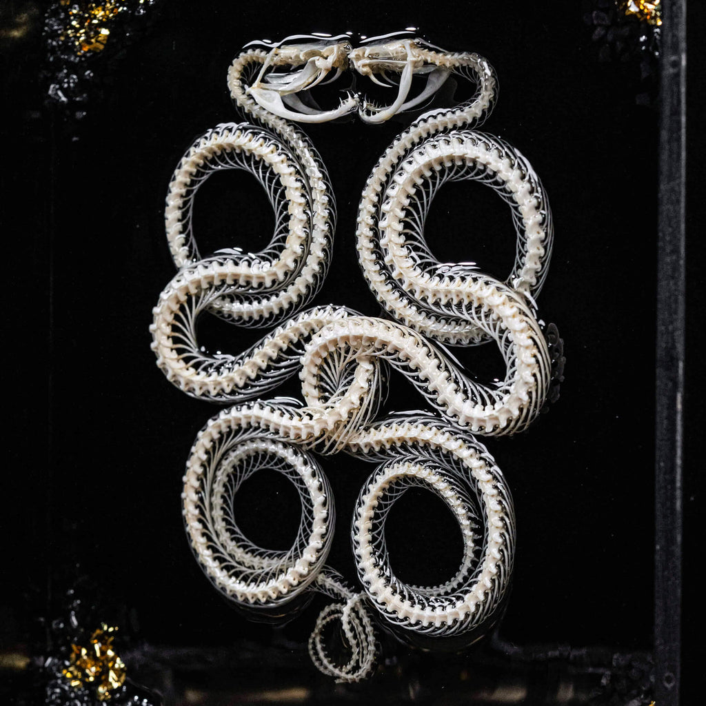 museum specimen, bone collection, skeleton collection,  oddities and curiosities, gothic wall decoration, Real viper skeleton on Victorian Vintage Picture frame,  Venomous snake fangs, snake skeleton, snake anatomy, real snake skull, Caduceus Snake skeleton