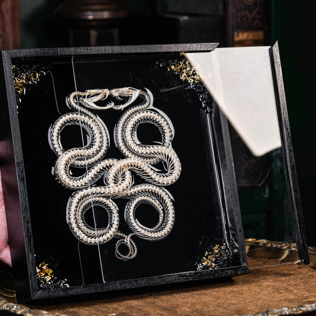 museum specimen, bone collection, skeleton collection,  oddities and curiosities, gothic wall decoration, Real viper skeleton on Victorian Vintage Picture frame,  Venomous snake fangs, snake skeleton, snake anatomy, real snake skull, Caduceus Snake skeleton