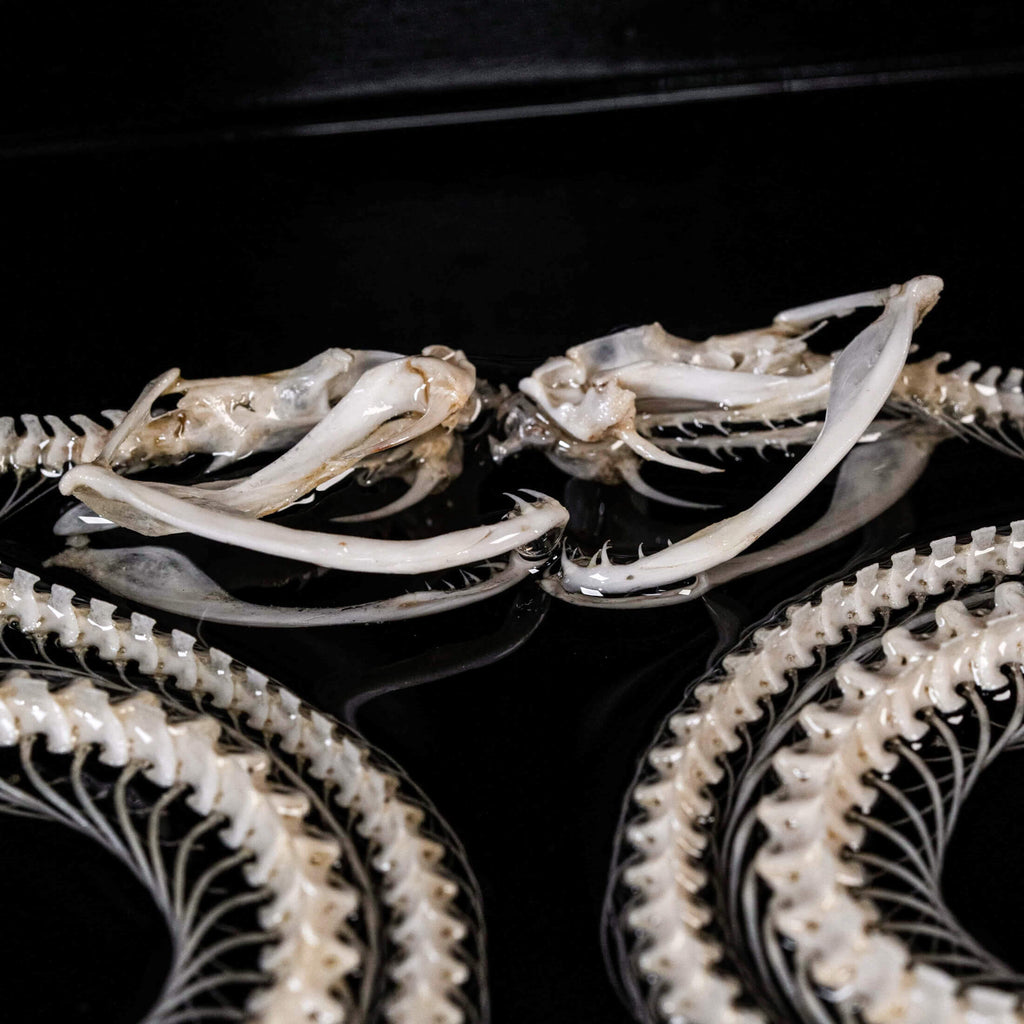 museum specimen, bone collection, skeleton collection,  oddities and curiosities, gothic wall decoration, Real viper skeleton on Victorian Vintage Picture frame,  Venomous snake fangs, snake skeleton, snake anatomy, real snake skull, Caduceus Snake skeleton