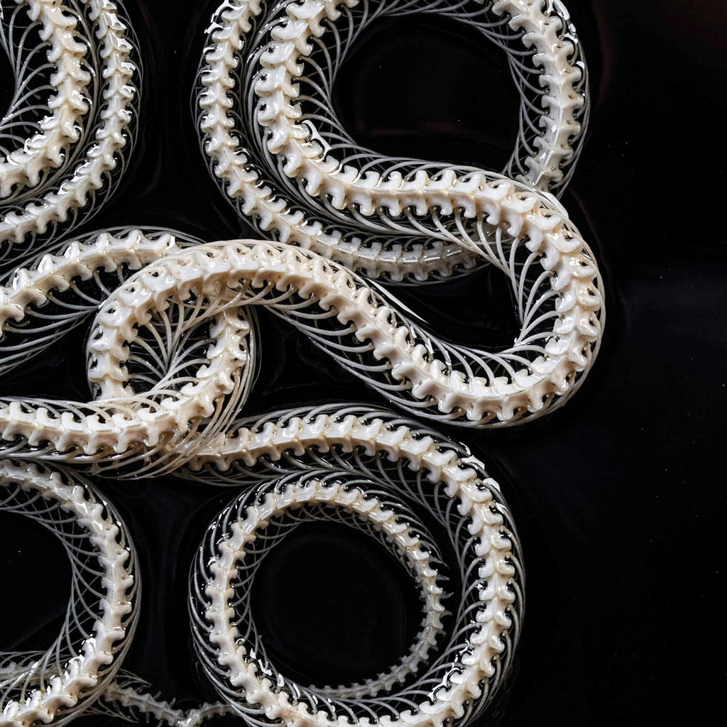 museum specimen, bone collection, skeleton collection,  oddities and curiosities, gothic wall decoration, Real viper skeleton on Victorian Vintage Picture frame,  Venomous snake fangs, snake skeleton, snake anatomy, real snake skull, Caduceus Snake skeleton