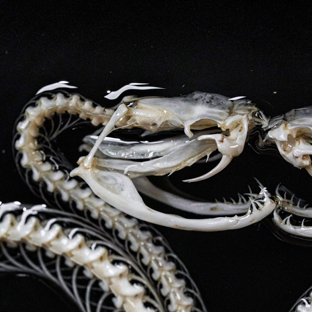 museum specimen, bone collection, skeleton collection,  oddities and curiosities, gothic wall decoration, Real viper skeleton on Victorian Vintage Picture frame,  Venomous snake fangs, snake skeleton, snake anatomy, real snake skull, Caduceus Snake skeleton