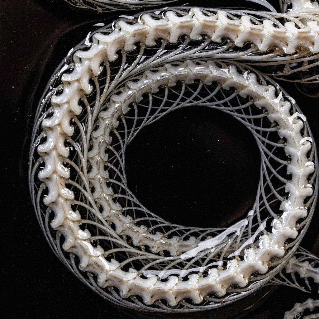 museum specimen, bone collection, skeleton collection,  oddities and curiosities, gothic wall decoration, Real viper skeleton on Victorian Vintage Picture frame,  Venomous snake fangs, snake skeleton, snake anatomy, real snake skull, Caduceus Snake skeleton