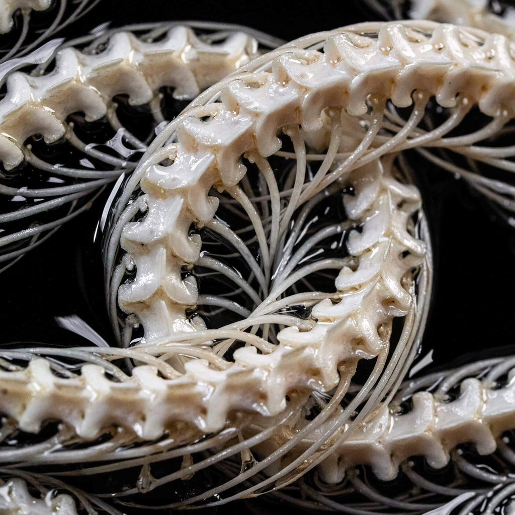 museum specimen, bone collection, skeleton collection,  oddities and curiosities, gothic wall decoration, Real viper skeleton on Victorian Vintage Picture frame,  Venomous snake fangs, snake skeleton, snake anatomy, real snake skull, Caduceus Snake skeleton