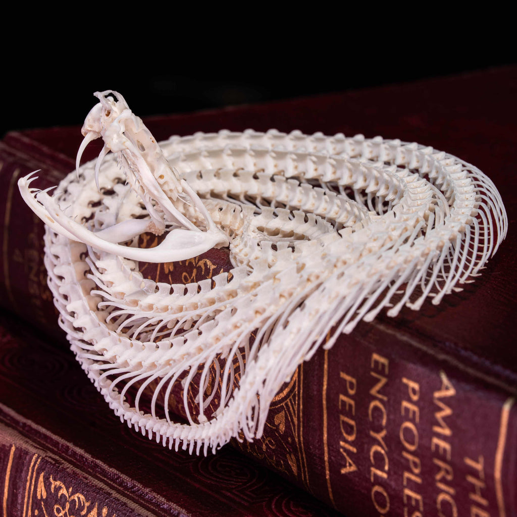 Real Viper snake skeleton taxidermy curled in a defensive pose on vintage books, preserved and articulated by hand. This authentic snake bone specimen is ideal for gothic home decor, curiosity cabinet displays, and dark academia collections. Symbolizing wisdom, transformation, and protection, the viper skeleton makes a unique oddities collectible, macabre art piece, and natural history display for collectors, witches, or anatomy enthusiasts.