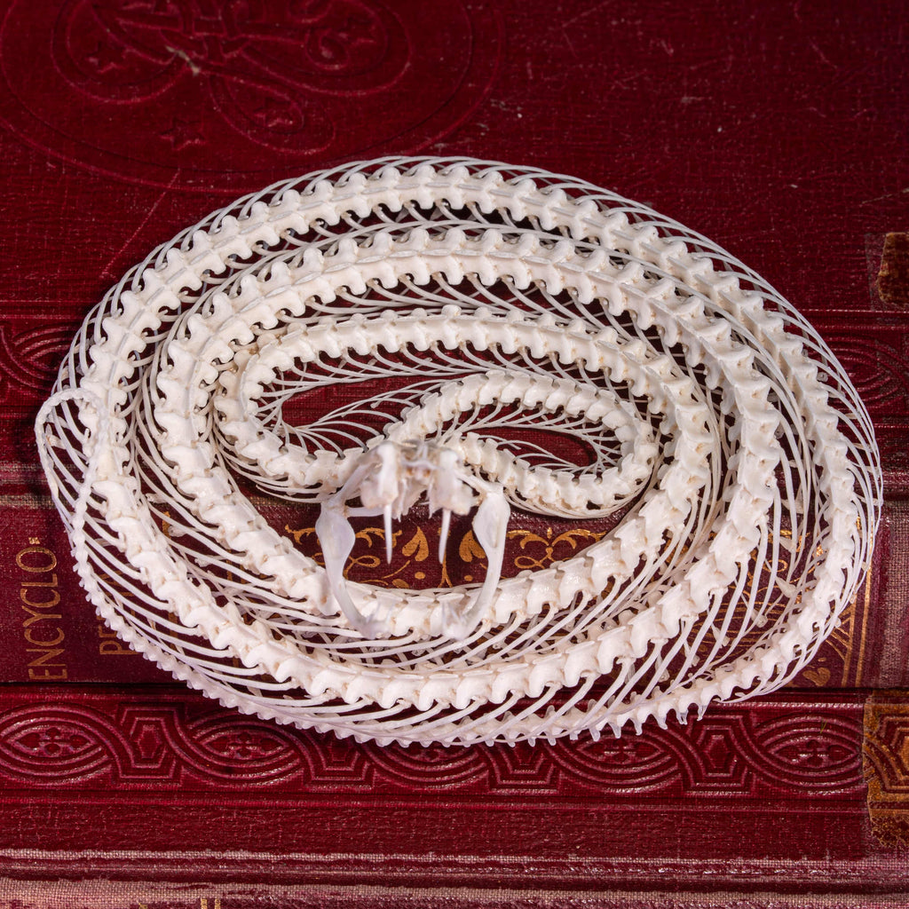Real Viper snake skeleton taxidermy curled in a defensive pose on vintage books, preserved and articulated by hand. This authentic snake bone specimen is ideal for gothic home decor, curiosity cabinet displays, and dark academia collections. Symbolizing wisdom, transformation, and protection, the viper skeleton makes a unique oddities collectible, macabre art piece, and natural history display for collectors, witches, or anatomy enthusiasts.