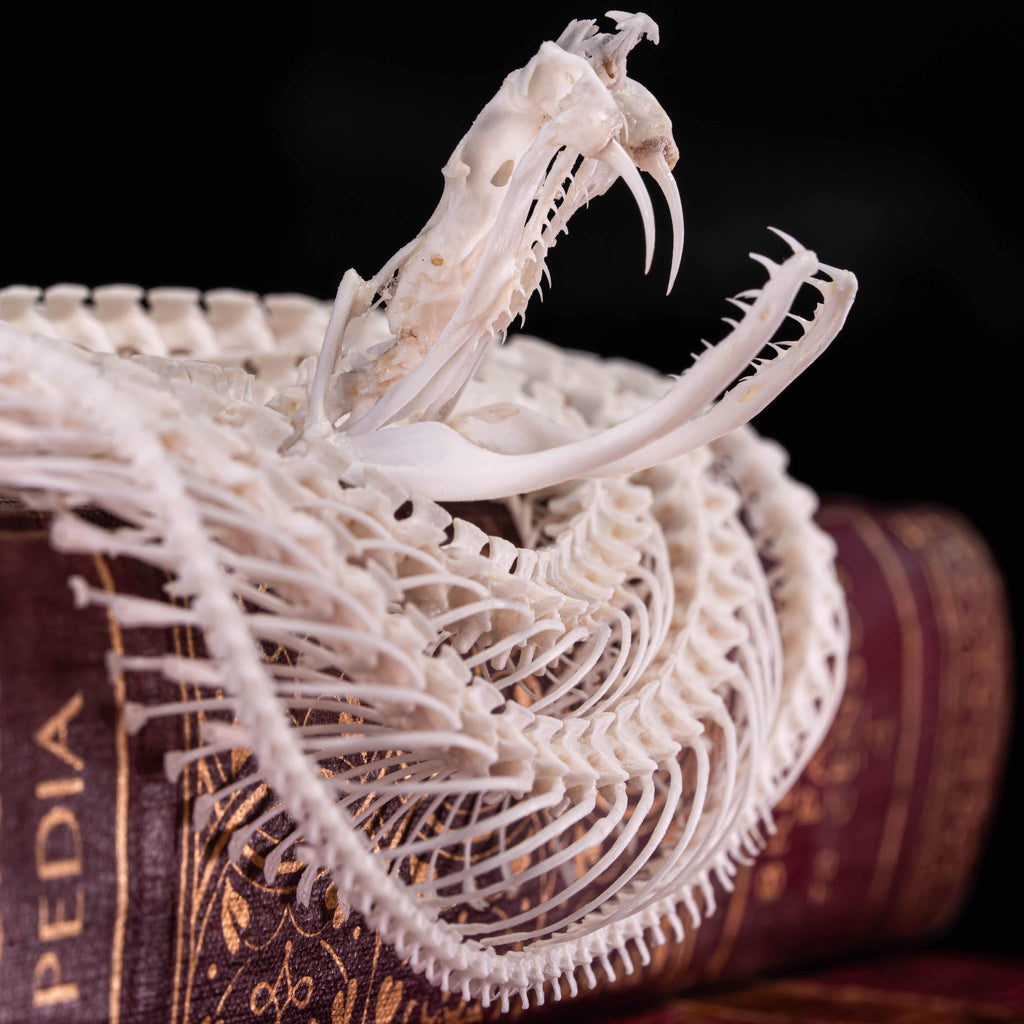 Real Viper snake skeleton taxidermy curled in a defensive pose on vintage books, preserved and articulated by hand. This authentic snake bone specimen is ideal for gothic home decor, curiosity cabinet displays, and dark academia collections. Symbolizing wisdom, transformation, and protection, the viper skeleton makes a unique oddities collectible, macabre art piece, and natural history display for collectors, witches, or anatomy enthusiasts.