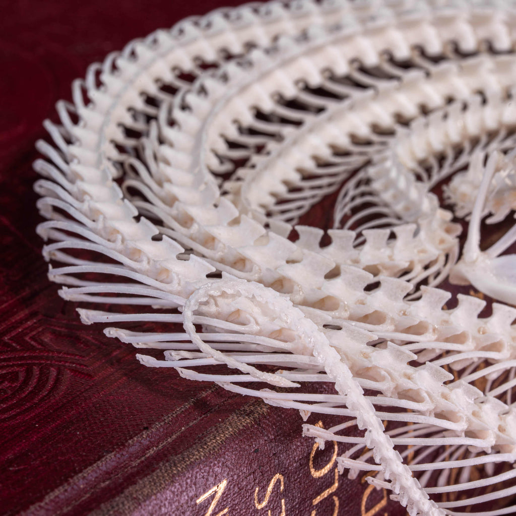 Real Viper snake skeleton taxidermy curled in a defensive pose on vintage books, preserved and articulated by hand. This authentic snake bone specimen is ideal for gothic home decor, curiosity cabinet displays, and dark academia collections. Symbolizing wisdom, transformation, and protection, the viper skeleton makes a unique oddities collectible, macabre art piece, and natural history display for collectors, witches, or anatomy enthusiasts.