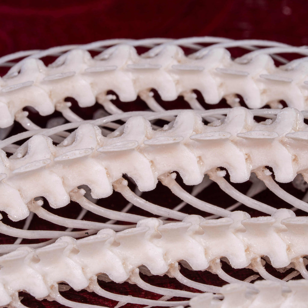 Viper Snake Skeleton Real Taxidermy Book Display decor Skull for Gothic oddities Collector image 9