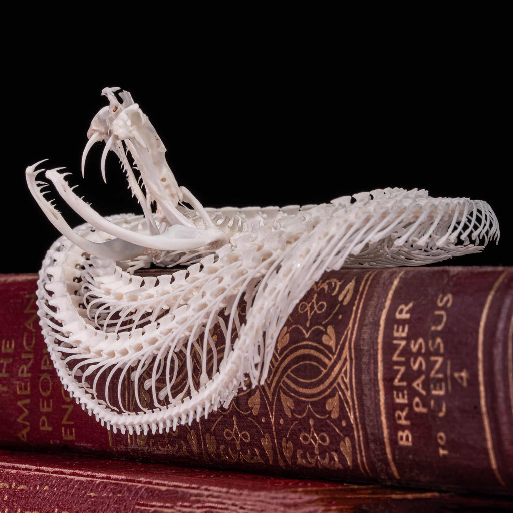 Real Viper snake skeleton taxidermy curled in a defensive pose on vintage books, preserved and articulated by hand. This authentic snake bone specimen is ideal for gothic home decor, curiosity cabinet displays, and dark academia collections. Symbolizing wisdom, transformation, and protection, the viper skeleton makes a unique oddities collectible, macabre art piece, and natural history display for collectors, witches, or anatomy enthusiasts.