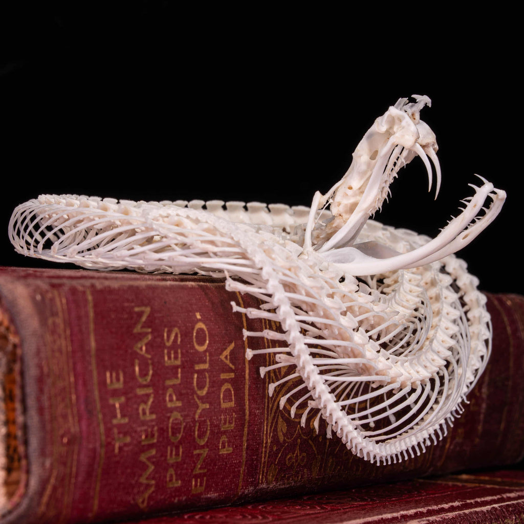 Real Viper snake skeleton taxidermy curled in a defensive pose on vintage books, preserved and articulated by hand. This authentic snake bone specimen is ideal for gothic home decor, curiosity cabinet displays, and dark academia collections. Symbolizing wisdom, transformation, and protection, the viper skeleton makes a unique oddities collectible, macabre art piece, and natural history display for collectors, witches, or anatomy enthusiasts.