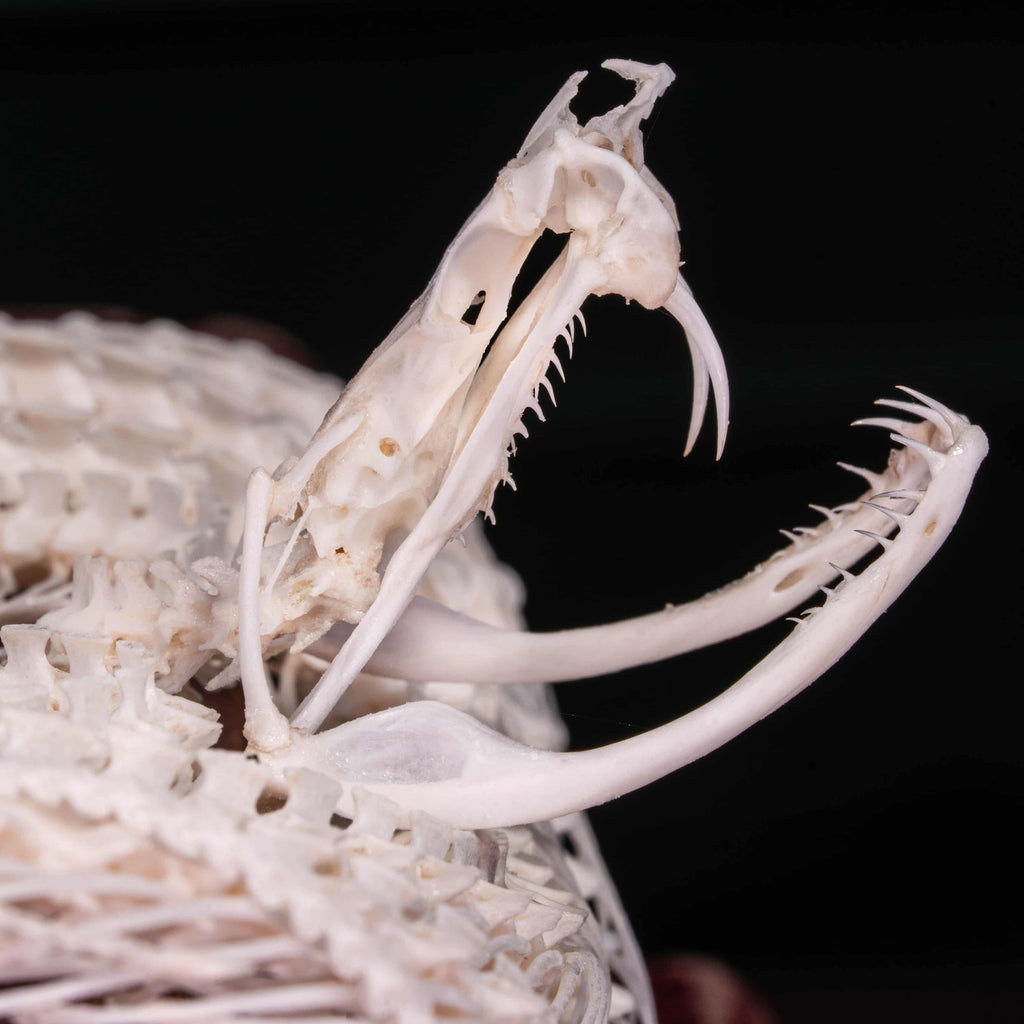 Real Viper snake skeleton taxidermy curled in a defensive pose on vintage books, preserved and articulated by hand. This authentic snake bone specimen is ideal for gothic home decor, curiosity cabinet displays, and dark academia collections. Symbolizing wisdom, transformation, and protection, the viper skeleton makes a unique oddities collectible, macabre art piece, and natural history display for collectors, witches, or anatomy enthusiasts.