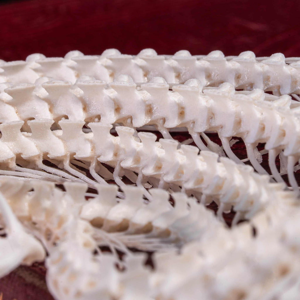 Viper Snake Skeleton Real Taxidermy Book Display decor Skull for Gothic oddities Collector image 9