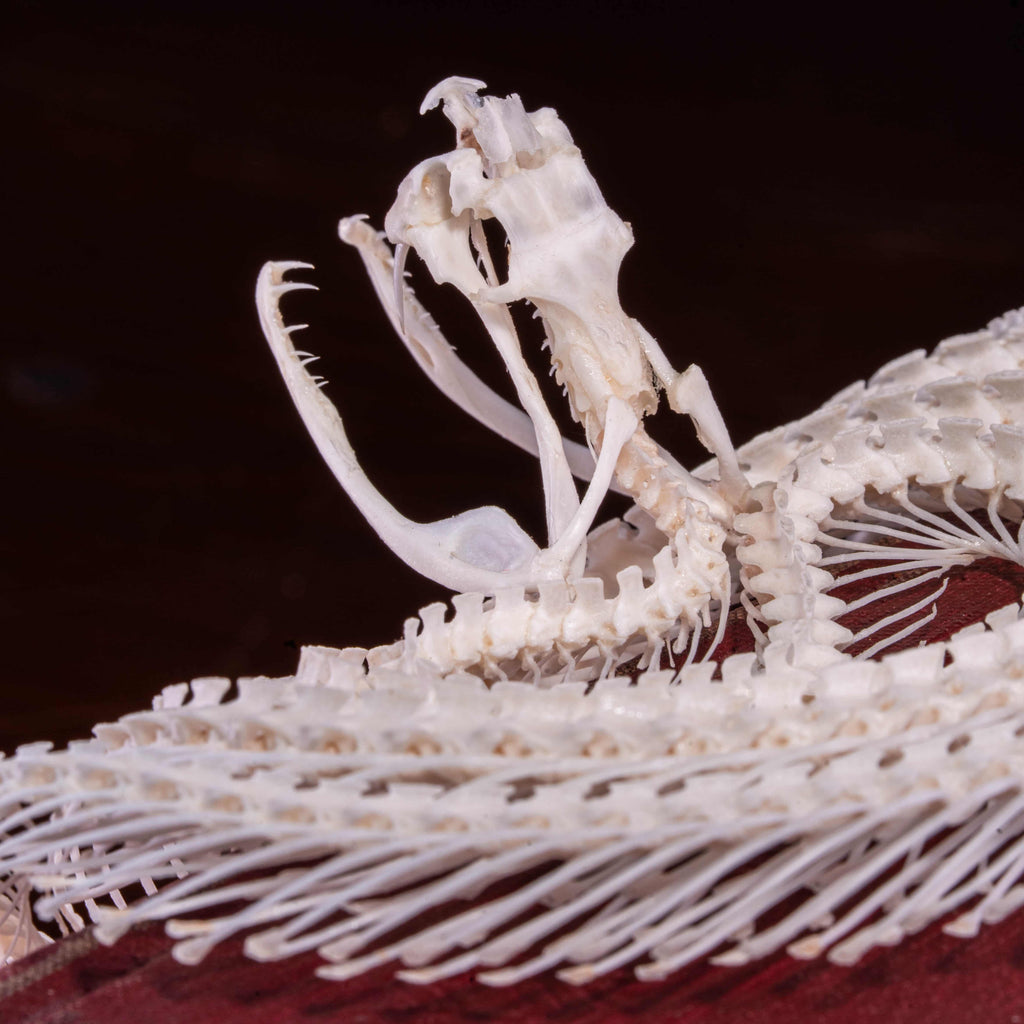 Real Viper snake skeleton taxidermy curled in a defensive pose on vintage books, preserved and articulated by hand. This authentic snake bone specimen is ideal for gothic home decor, curiosity cabinet displays, and dark academia collections. Symbolizing wisdom, transformation, and protection, the viper skeleton makes a unique oddities collectible, macabre art piece, and natural history display for collectors, witches, or anatomy enthusiasts.
