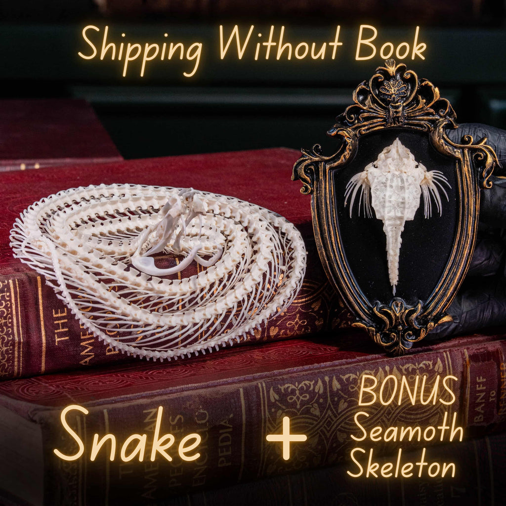 Viper Snake Skeleton Real Taxidermy Book Display decor Skull for Gothic oddities Collector Snake Skel + BONUS