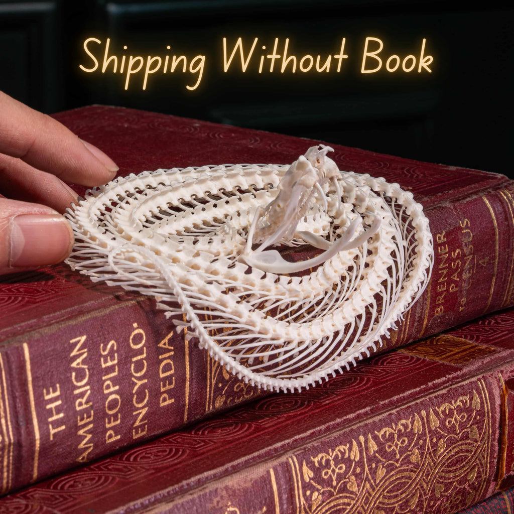 Real Viper snake skeleton taxidermy curled in a defensive pose on vintage books, preserved and articulated by hand. This authentic snake bone specimen is ideal for gothic home decor, curiosity cabinet displays, and dark academia collections. Symbolizing wisdom, transformation, and protection, the viper skeleton makes a unique oddities collectible, macabre art piece, and natural history display for collectors, witches, or anatomy enthusiasts.