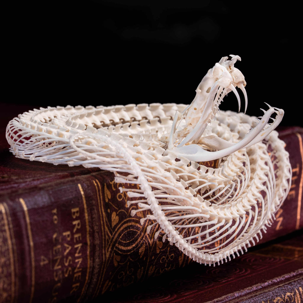 Real Viper snake skeleton taxidermy curled in a defensive pose on vintage books, preserved and articulated by hand. This authentic snake bone specimen is ideal for gothic home decor, curiosity cabinet displays, and dark academia collections. Symbolizing wisdom, transformation, and protection, the viper skeleton makes a unique oddities collectible, macabre art piece, and natural history display for collectors, witches, or anatomy enthusiasts.