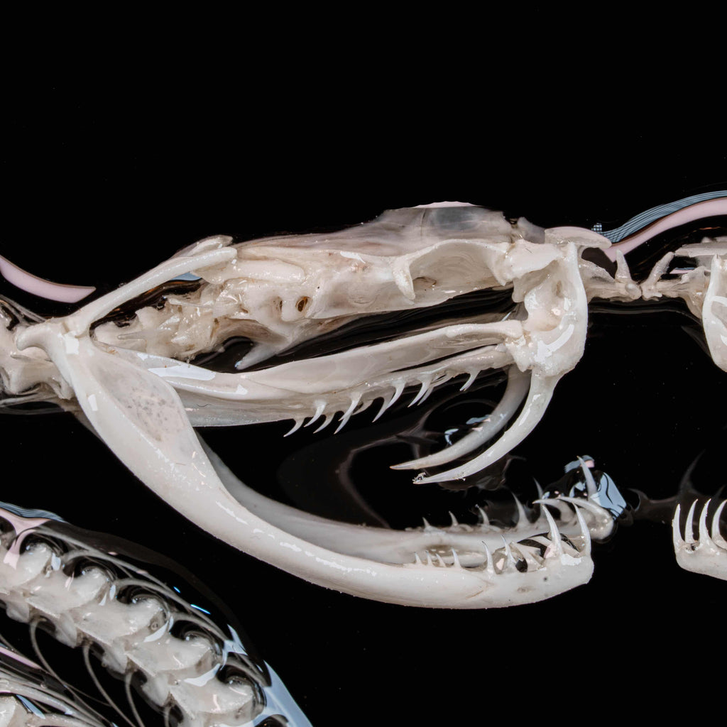 Real Caduceus Viper Snake Skeleton taxidermy mounted on a Gothic vintage frame, articulated from an authentic snake skeleton with detailed bones and fangs. This symbolic piece represents balance, healing, and eternity, making it perfect for gothic wall art, pagan altar decor, witchcraft ritual spaces, and dark academia interiors. Ideal for oddities collectors, curiosity cabinet displays, or natural history specimen lovers.