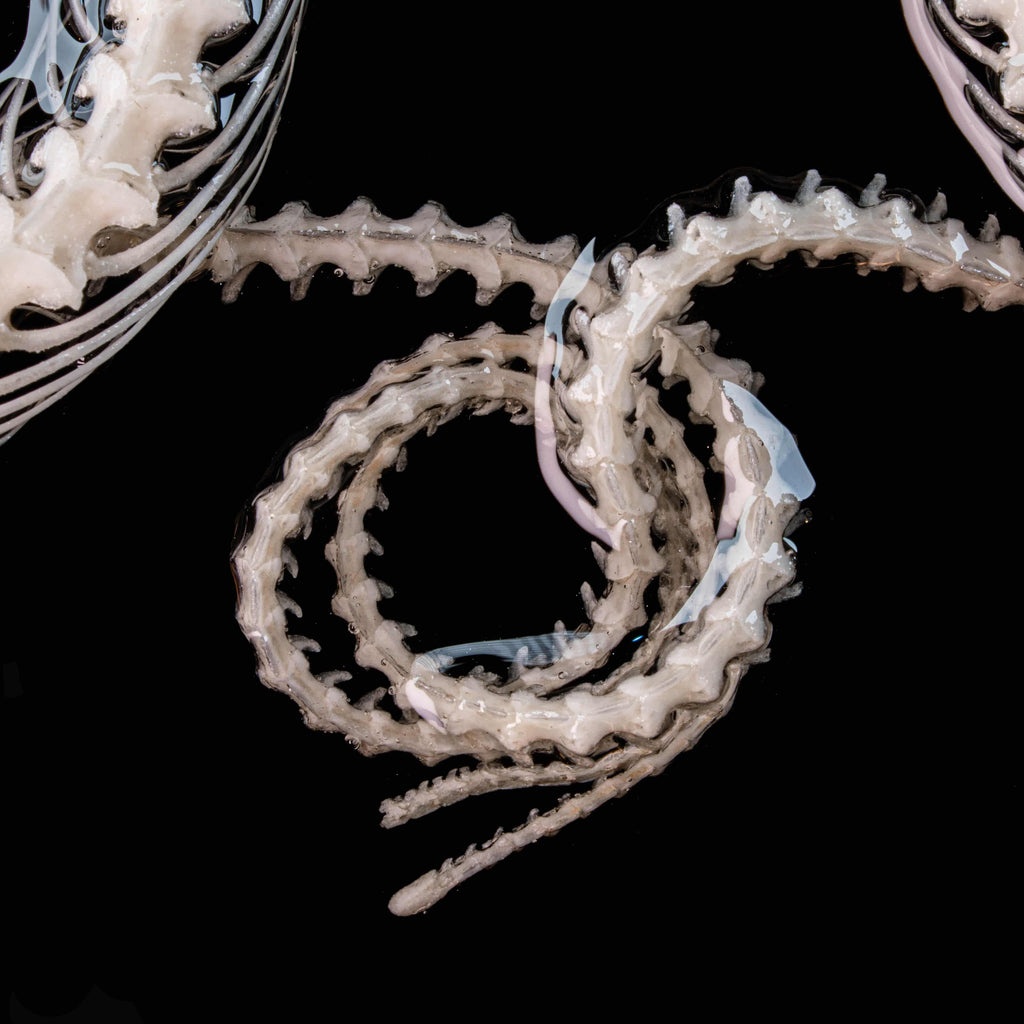 Real Viper Snake Skeleton Taxidermy on Gothic Vintage Frame Caduceus Snake Skeleton Wall Art Dark Academia oddities Curiosities Decor gift image 9