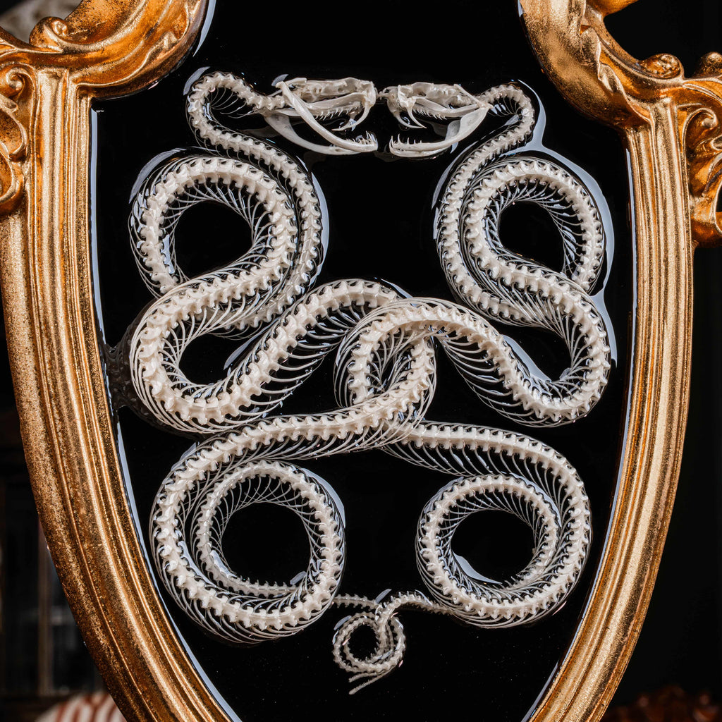 Real Viper Snake Skeleton Taxidermy on Gothic Vintage Frame Caduceus Snake Skeleton Wall Art Dark Academia oddities Curiosities Decor gift image 10