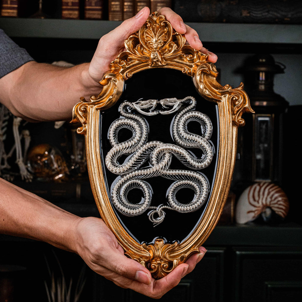 Real Caduceus Viper Snake Skeleton taxidermy mounted on a Gothic vintage frame, articulated from an authentic snake skeleton with detailed bones and fangs. This symbolic piece represents balance, healing, and eternity, making it perfect for gothic wall art, pagan altar decor, witchcraft ritual spaces, and dark academia interiors. Ideal for oddities collectors, curiosity cabinet displays, or natural history specimen lovers.