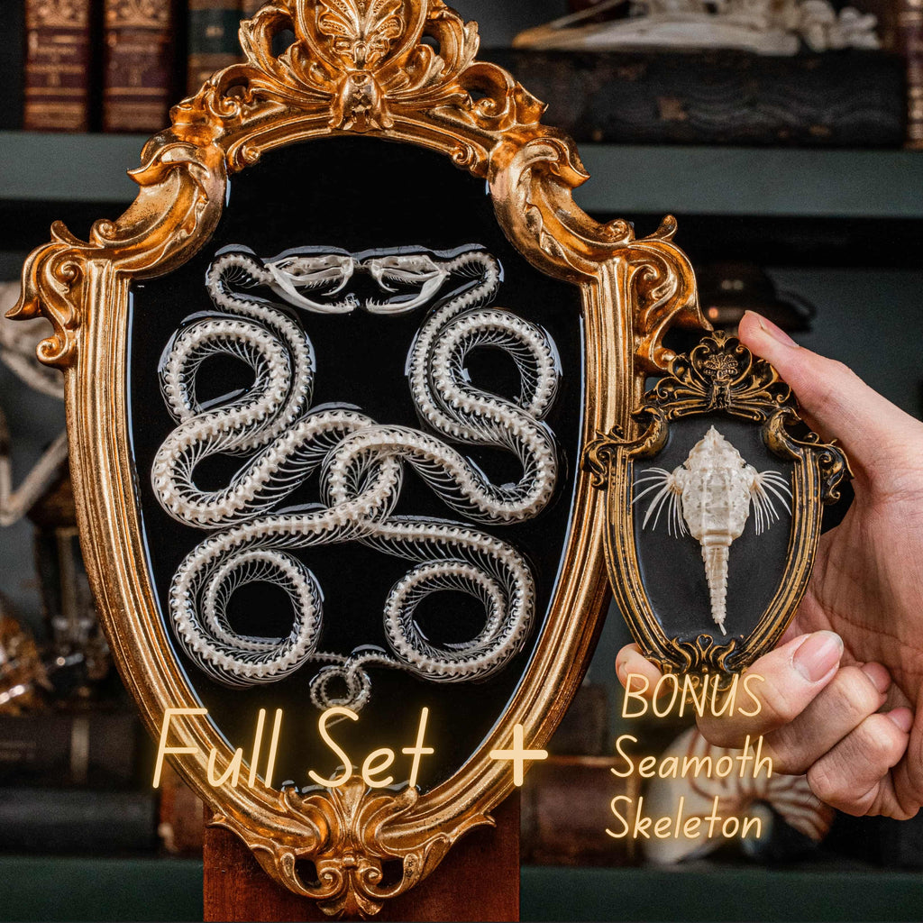 Real Caduceus Viper Snake Skeleton taxidermy mounted on a Gothic vintage frame, articulated from an authentic snake skeleton with detailed bones and fangs. This symbolic piece represents balance, healing, and eternity, making it perfect for gothic wall art, pagan altar decor, witchcraft ritual spaces, and dark academia interiors. Ideal for oddities collectors, curiosity cabinet displays, or natural history specimen lovers.