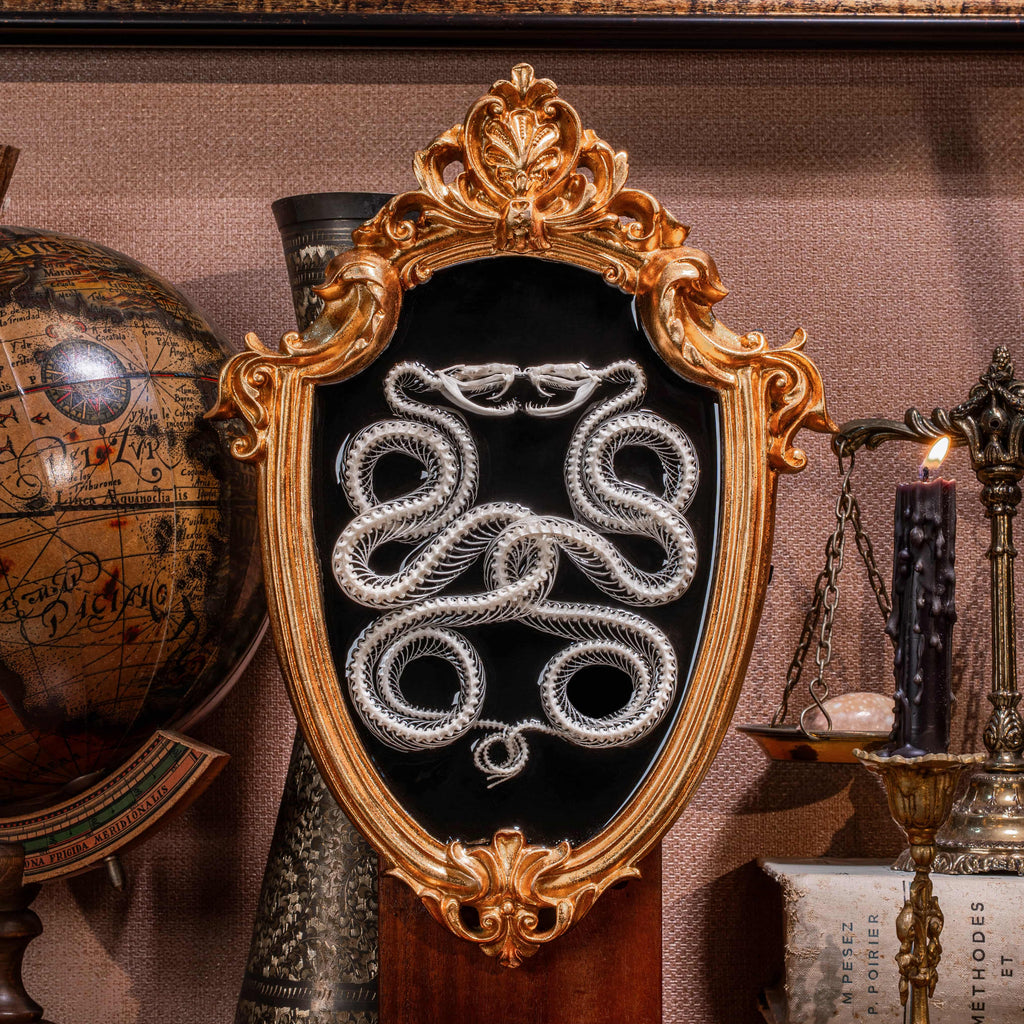 Real Caduceus Viper Snake Skeleton taxidermy mounted on a Gothic vintage frame, articulated from an authentic snake skeleton with detailed bones and fangs. This symbolic piece represents balance, healing, and eternity, making it perfect for gothic wall art, pagan altar decor, witchcraft ritual spaces, and dark academia interiors. Ideal for oddities collectors, curiosity cabinet displays, or natural history specimen lovers.
