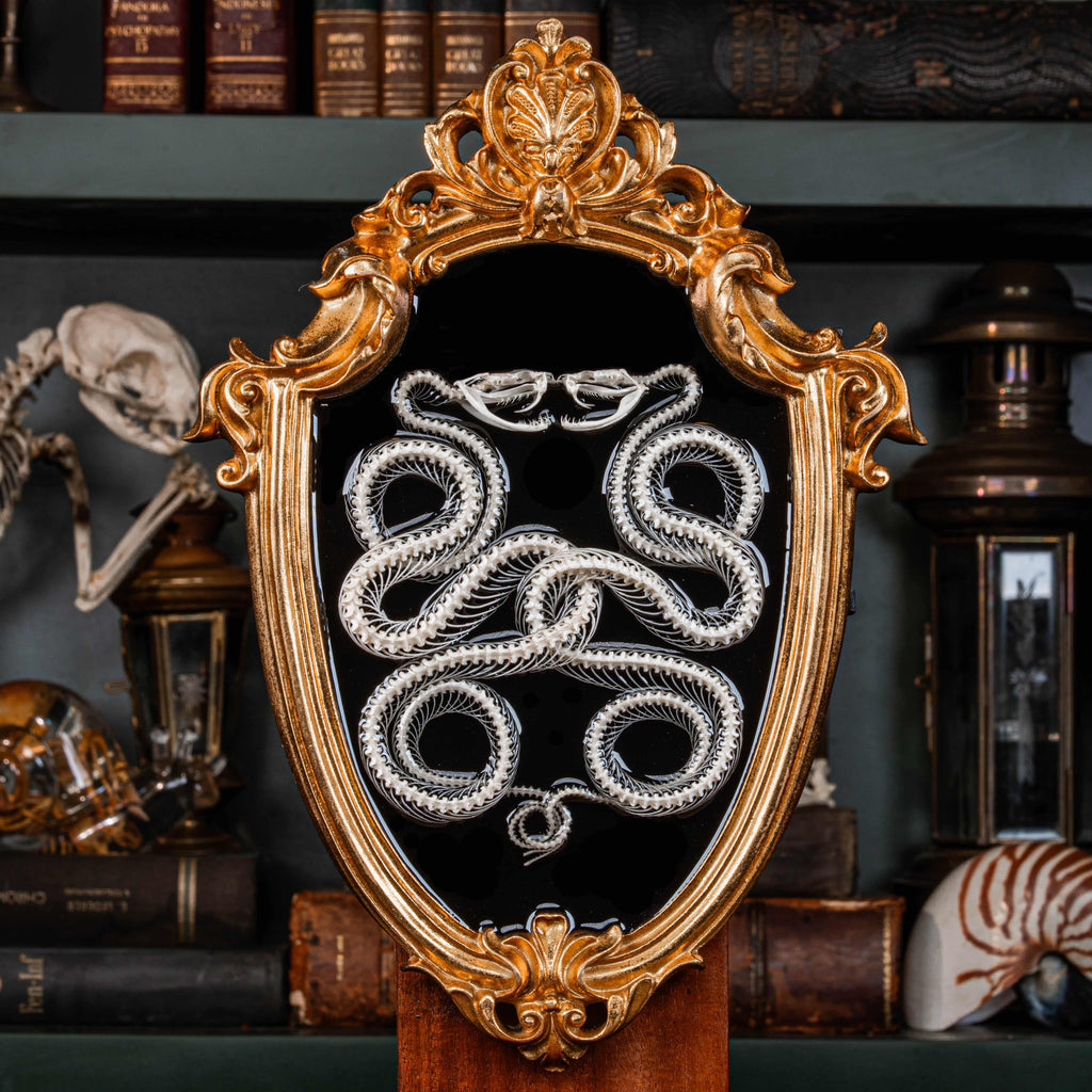 Real Caduceus Viper Snake Skeleton taxidermy mounted on a Gothic vintage frame, articulated from an authentic snake skeleton with detailed bones and fangs. This symbolic piece represents balance, healing, and eternity, making it perfect for gothic wall art, pagan altar decor, witchcraft ritual spaces, and dark academia interiors. Ideal for oddities collectors, curiosity cabinet displays, or natural history specimen lovers.