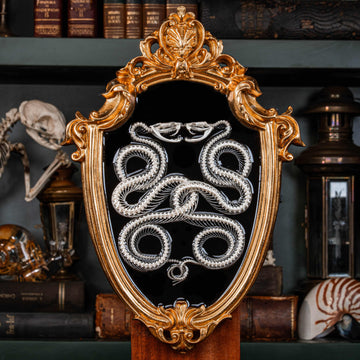 Real Caduceus Viper Snake Skeleton taxidermy mounted on a Gothic vintage frame, articulated from an authentic snake skeleton with detailed bones and fangs. This symbolic piece represents balance, healing, and eternity, making it perfect for gothic wall art, pagan altar decor, witchcraft ritual spaces, and dark academia interiors. Ideal for oddities collectors, curiosity cabinet displays, or natural history specimen lovers.