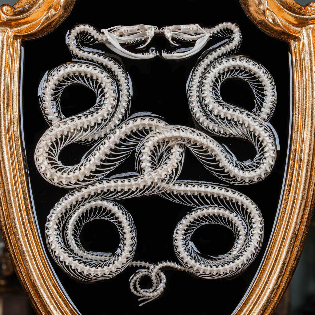Real Caduceus Viper Snake Skeleton taxidermy mounted on a Gothic vintage frame, articulated from an authentic snake skeleton with detailed bones and fangs. This symbolic piece represents balance, healing, and eternity, making it perfect for gothic wall art, pagan altar decor, witchcraft ritual spaces, and dark academia interiors. Ideal for oddities collectors, curiosity cabinet displays, or natural history specimen lovers.