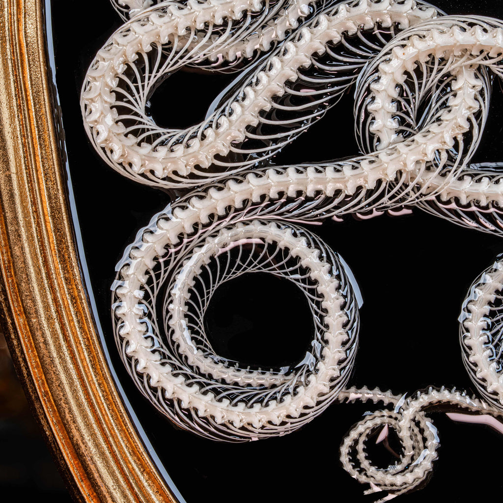 Real Viper Snake Skeleton Taxidermy on Gothic Vintage Frame Caduceus Snake Skeleton Wall Art Dark Academia oddities Curiosities Decor gift image 9