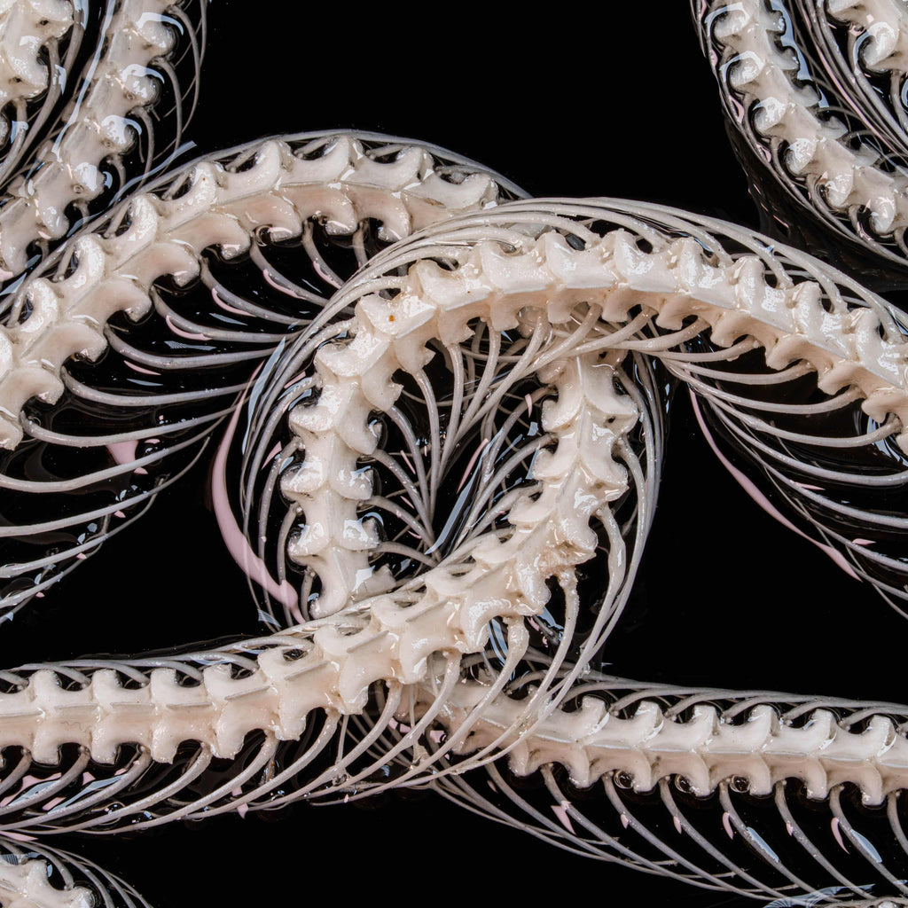 Real Viper Snake Skeleton Taxidermy on Gothic Vintage Frame Caduceus Snake Skeleton Wall Art Dark Academia oddities Curiosities Decor gift image 10