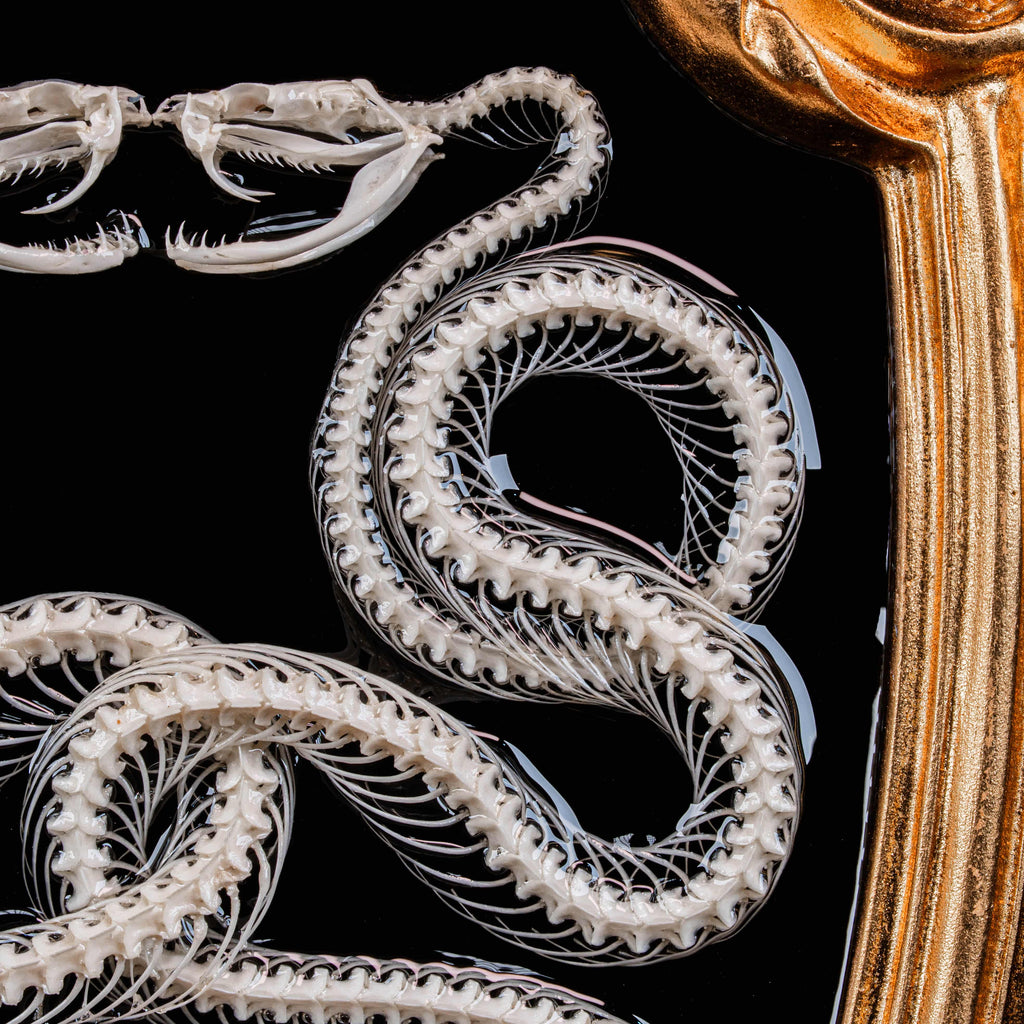 Real Viper Snake Skeleton Taxidermy on Gothic Vintage Frame Caduceus Snake Skeleton Wall Art Dark Academia oddities Curiosities Decor gift image 10