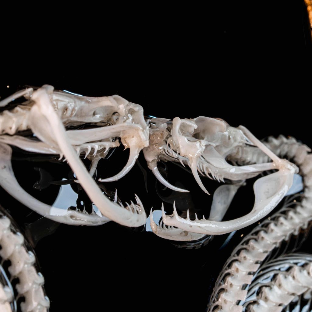 Real Caduceus Viper Snake Skeleton taxidermy mounted on a Gothic vintage frame, articulated from an authentic snake skeleton with detailed bones and fangs. This symbolic piece represents balance, healing, and eternity, making it perfect for gothic wall art, pagan altar decor, witchcraft ritual spaces, and dark academia interiors. Ideal for oddities collectors, curiosity cabinet displays, or natural history specimen lovers.