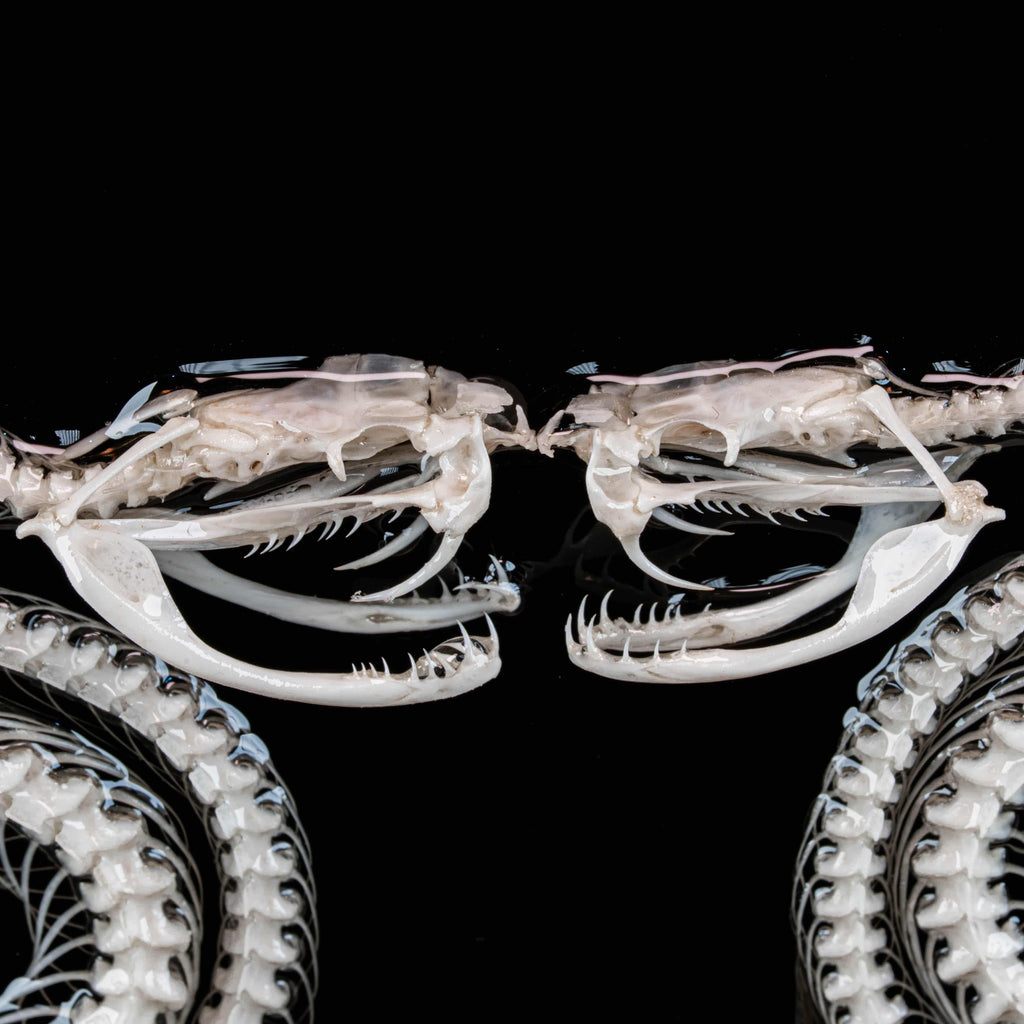 Real Caduceus Viper Snake Skeleton taxidermy mounted on a Gothic vintage frame, articulated from an authentic snake skeleton with detailed bones and fangs. This symbolic piece represents balance, healing, and eternity, making it perfect for gothic wall art, pagan altar decor, witchcraft ritual spaces, and dark academia interiors. Ideal for oddities collectors, curiosity cabinet displays, or natural history specimen lovers.