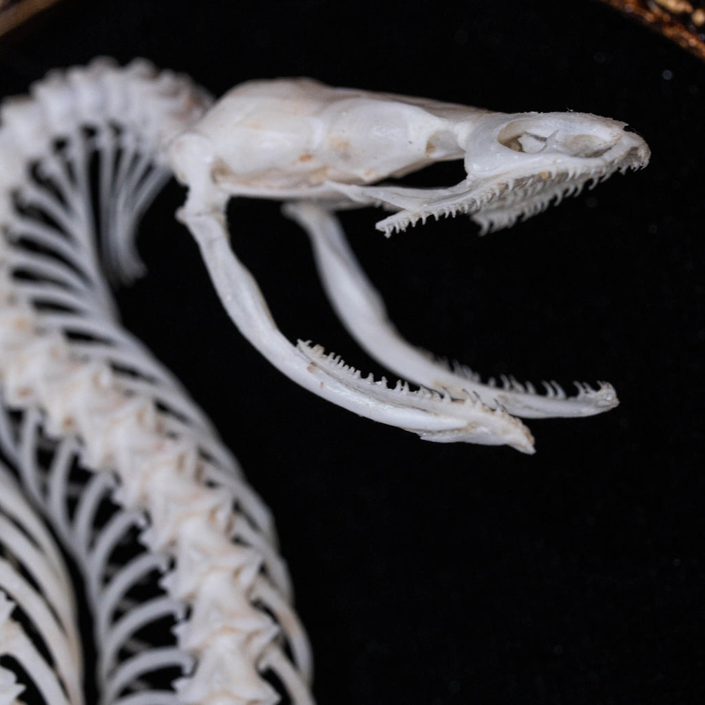 museum specimen collection, bone collection, skeleton collection,  oddities and curiosities,  gothic wall decoration, Real viper skeleton on Victorian Vintage Picture frame,  Venomous snake fangs, snake skeleton  snake anatomy,  real snake skull,