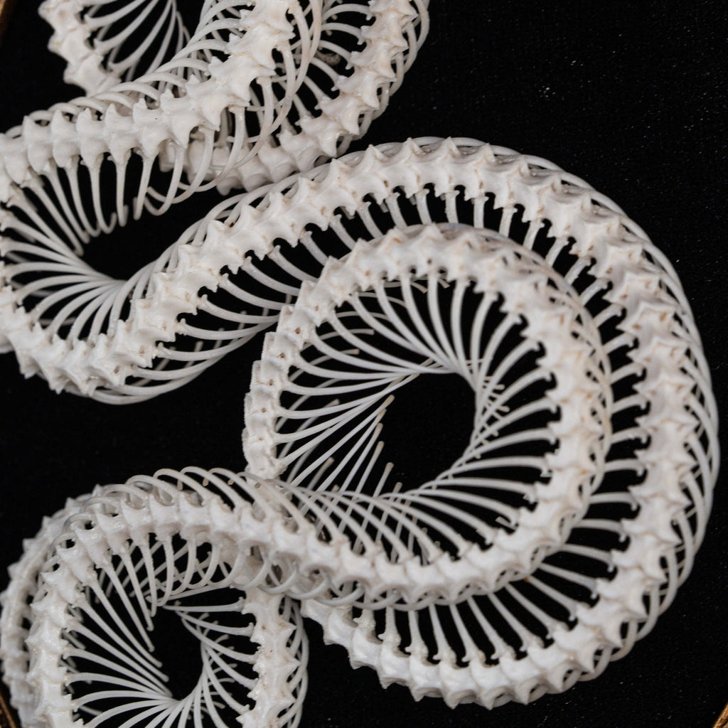 museum specimen collection, bone collection, skeleton collection,  oddities and curiosities,  gothic wall decoration, Real viper skeleton on Victorian Vintage Picture frame,  Venomous snake fangs, snake skeleton  snake anatomy,  real snake skull,