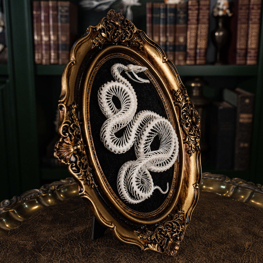 museum specimen collection, bone collection, skeleton collection,  oddities and curiosities,  gothic wall decoration, Real viper skeleton on Victorian Vintage Picture frame,  Venomous snake fangs, snake skeleton  snake anatomy,  real snake skull,