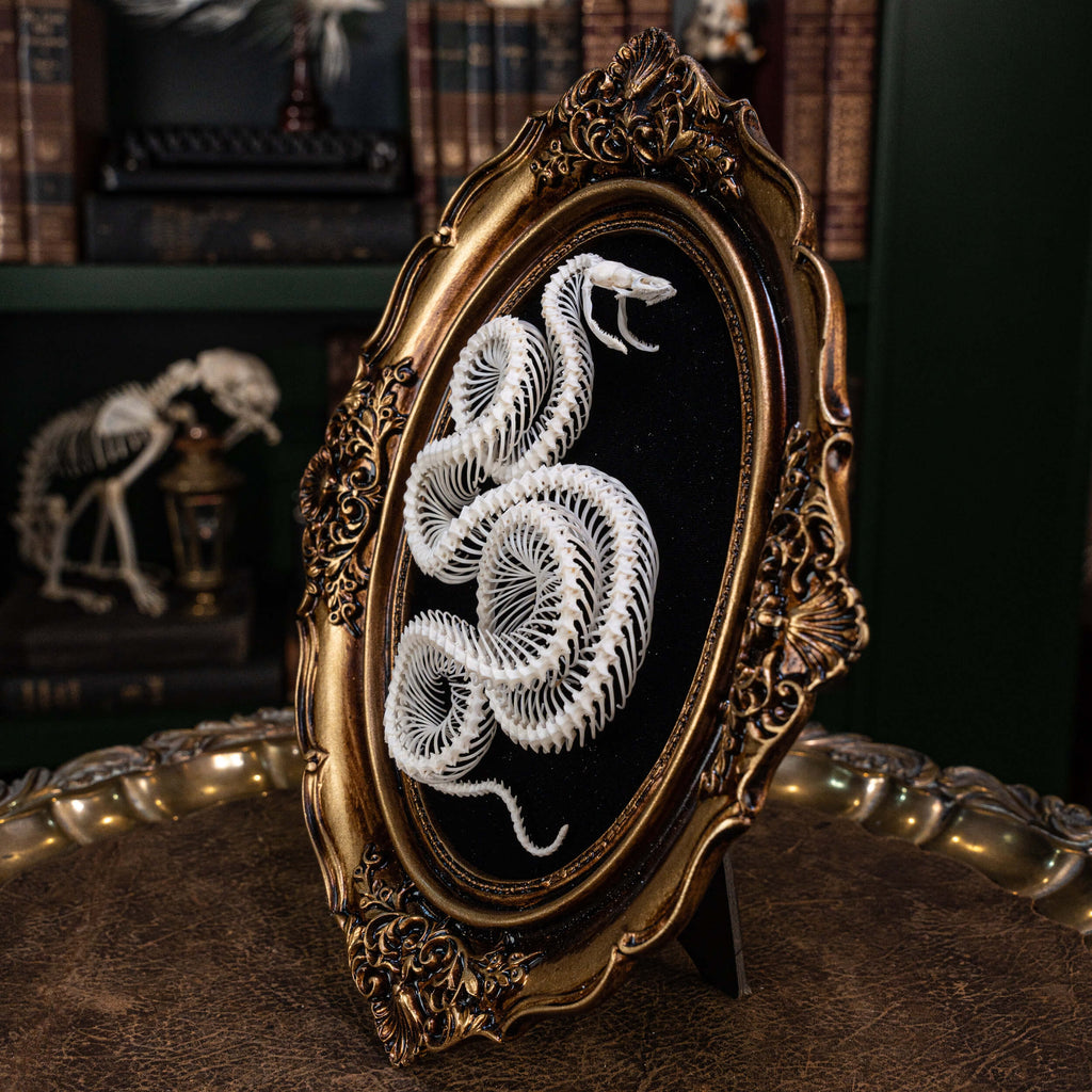 museum specimen collection, bone collection, skeleton collection,  oddities and curiosities,  gothic wall decoration, Real viper skeleton on Victorian Vintage Picture frame,  Venomous snake fangs, snake skeleton  snake anatomy,  real snake skull,