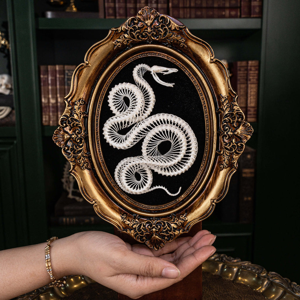 museum specimen collection, bone collection, skeleton collection,  oddities and curiosities,  gothic wall decoration, Real viper skeleton on Victorian Vintage Picture frame,  Venomous snake fangs, snake skeleton  snake anatomy,  real snake skull,