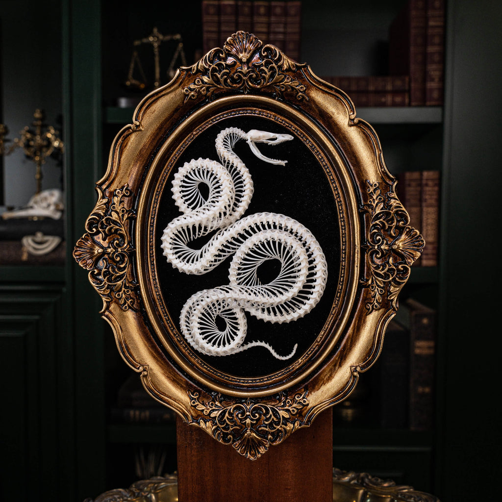 museum specimen collection, bone collection, skeleton collection,  oddities and curiosities,  gothic wall decoration, Real viper skeleton on Victorian Vintage Picture frame,  Venomous snake fangs, snake skeleton  snake anatomy,  real snake skull,