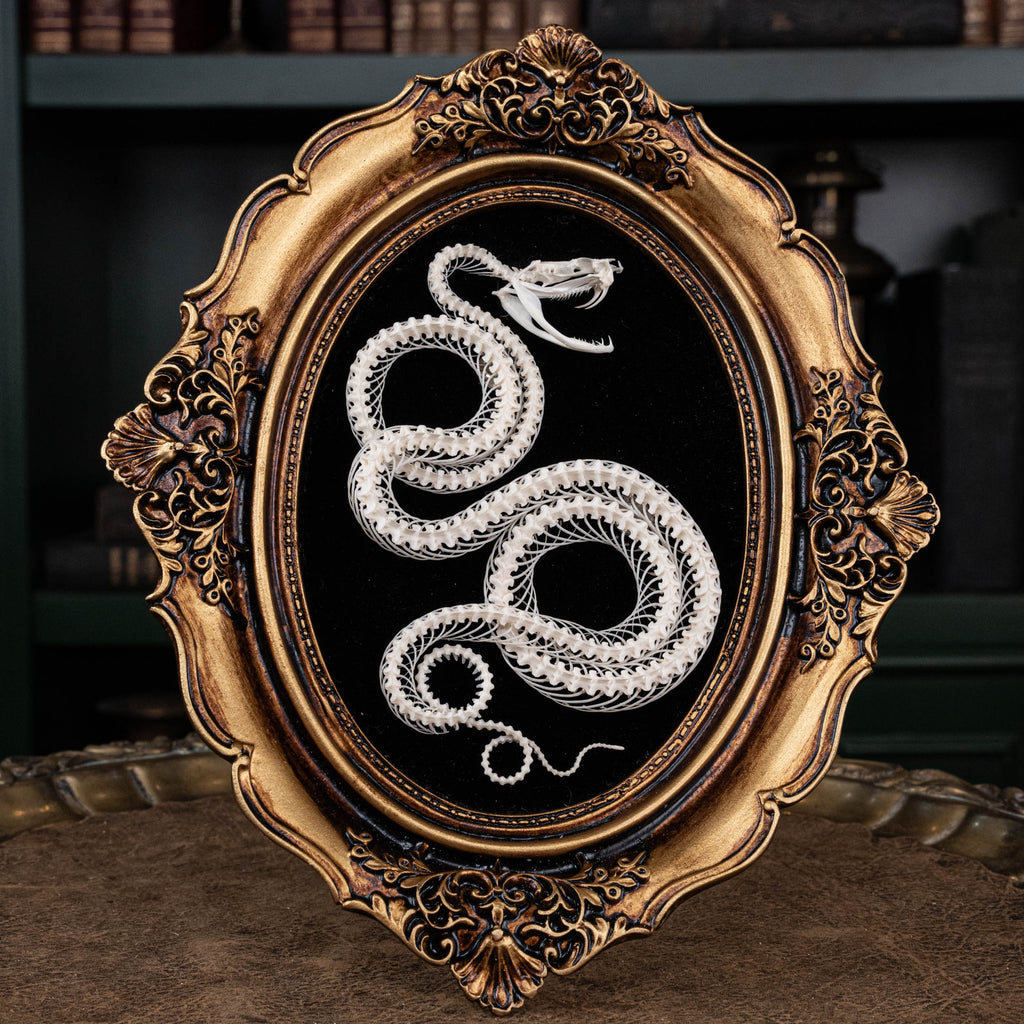 Real viper snake skeleton on Victorian Vintage frame, 
Venomous snake fangs, snake skeleton, snake anatomy, 
real snake skull, Cobra snake skeleton, museum specimen,
bone collection, skeleton collection, 
oddities and curiosities, 
gothic wall decor