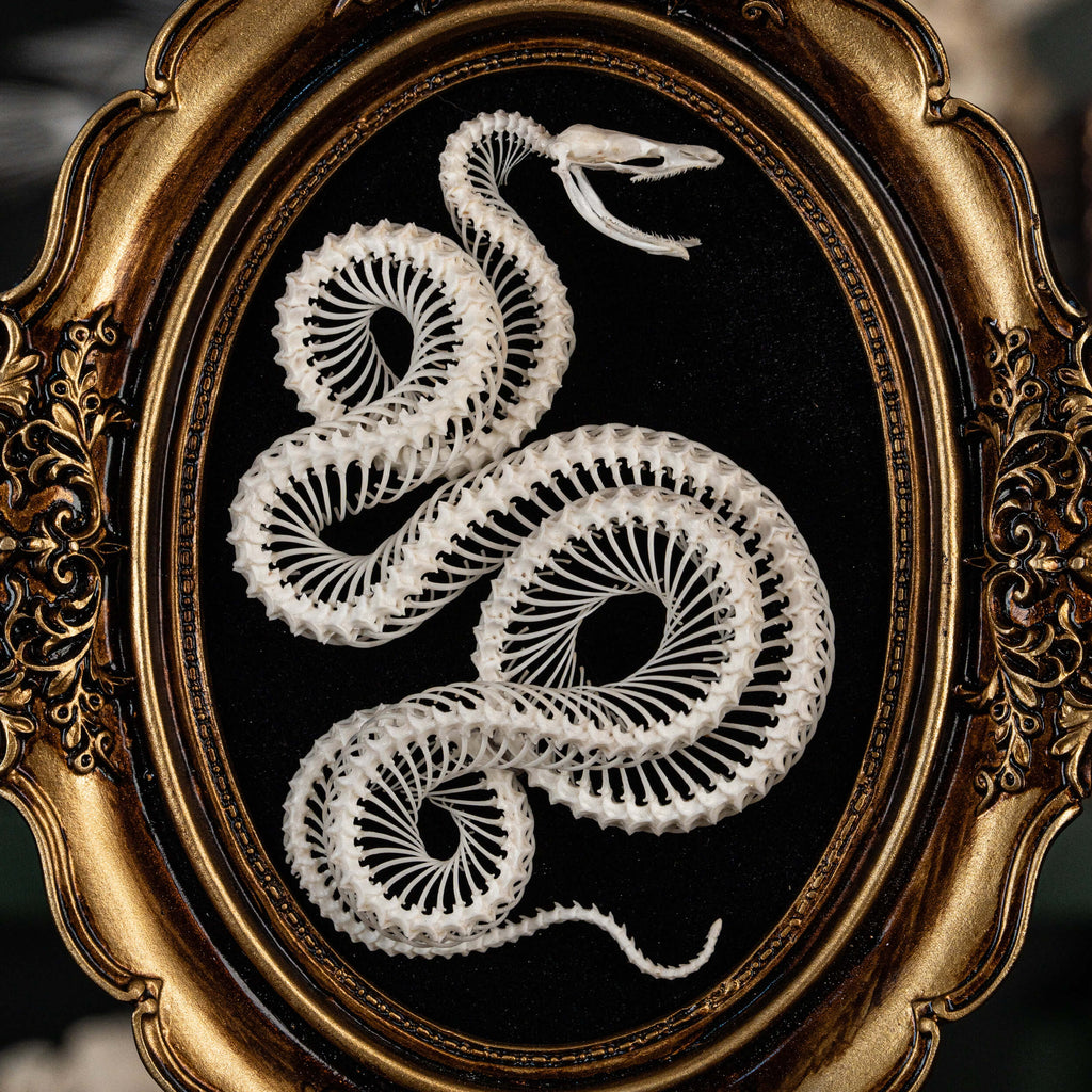 museum specimen collection, bone collection, skeleton collection,  oddities and curiosities,  gothic wall decoration, Real viper skeleton on Victorian Vintage Picture frame,  Venomous snake fangs, snake skeleton  snake anatomy,  real snake skull,