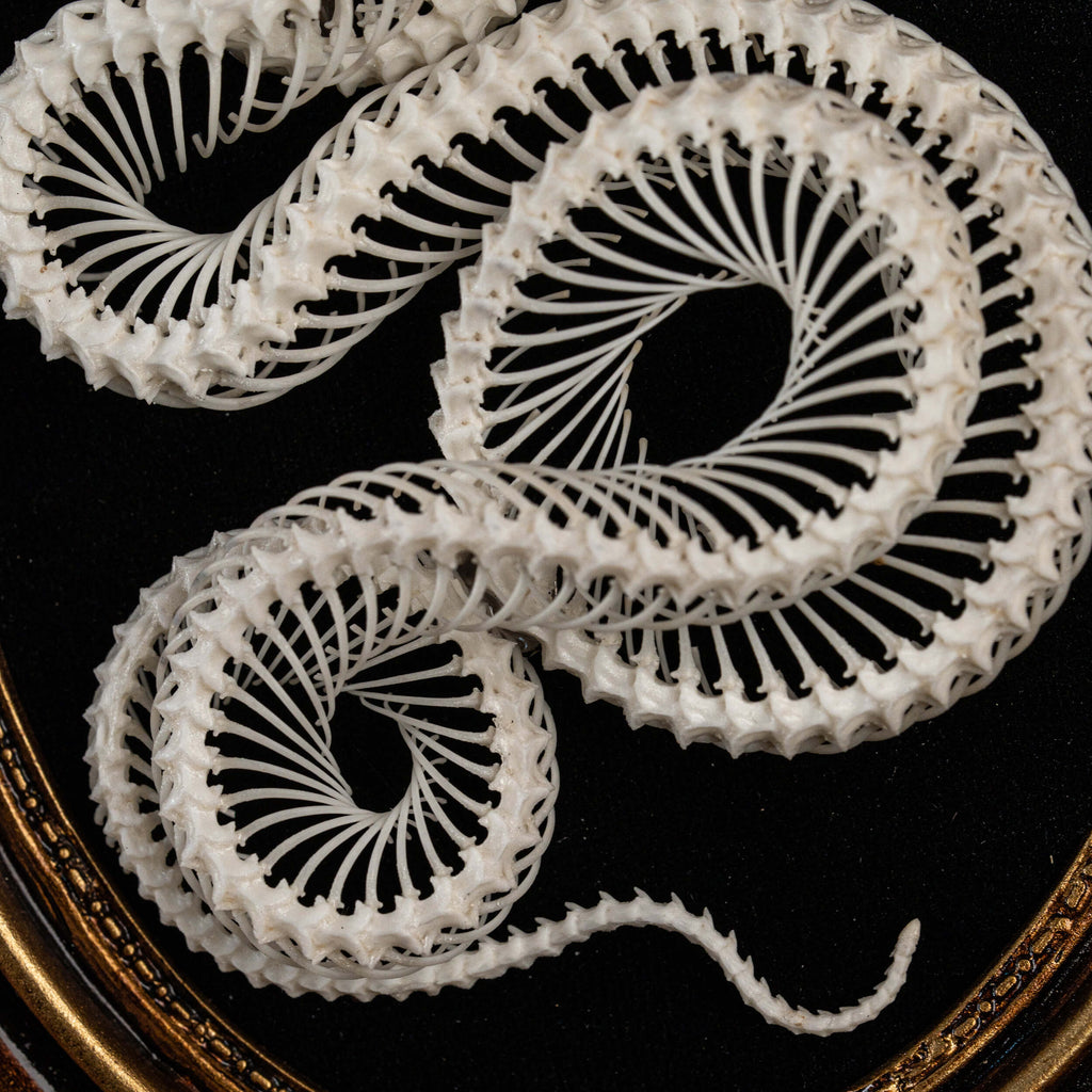 museum specimen collection, bone collection, skeleton collection,  oddities and curiosities,  gothic wall decoration, Real viper skeleton on Victorian Vintage Picture frame,  Venomous snake fangs, snake skeleton  snake anatomy,  real snake skull,