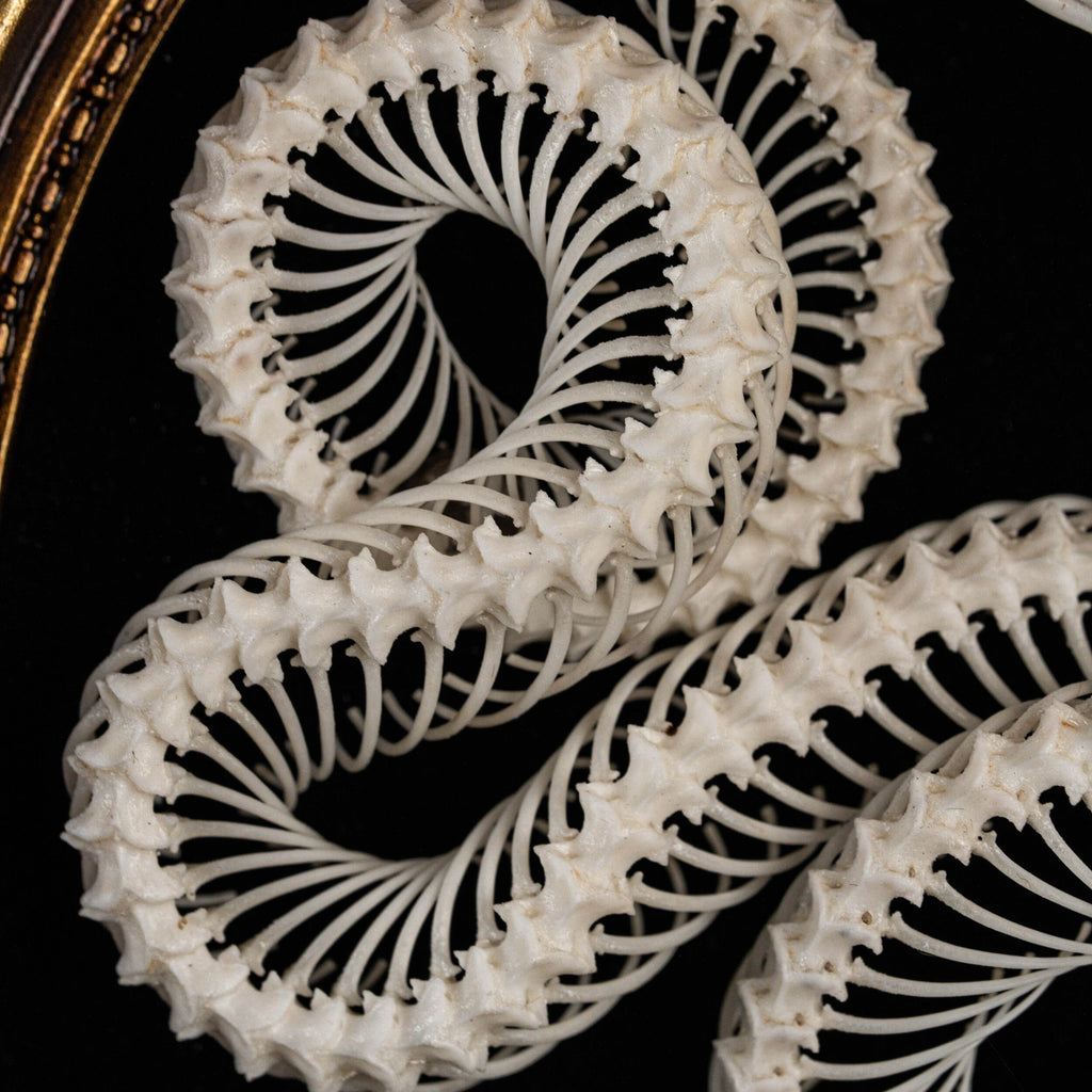 museum specimen collection, bone collection, skeleton collection,  oddities and curiosities,  gothic wall decoration, Real viper skeleton on Victorian Vintage Picture frame,  Venomous snake fangs, snake skeleton  snake anatomy,  real snake skull,