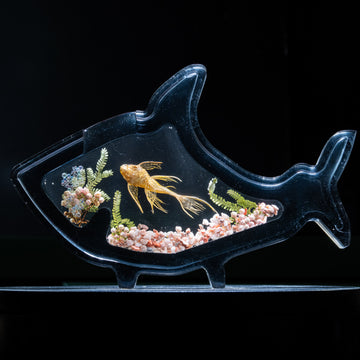 Real yellow fish taxidermy preserved specimen with vivid color for marine decor collections