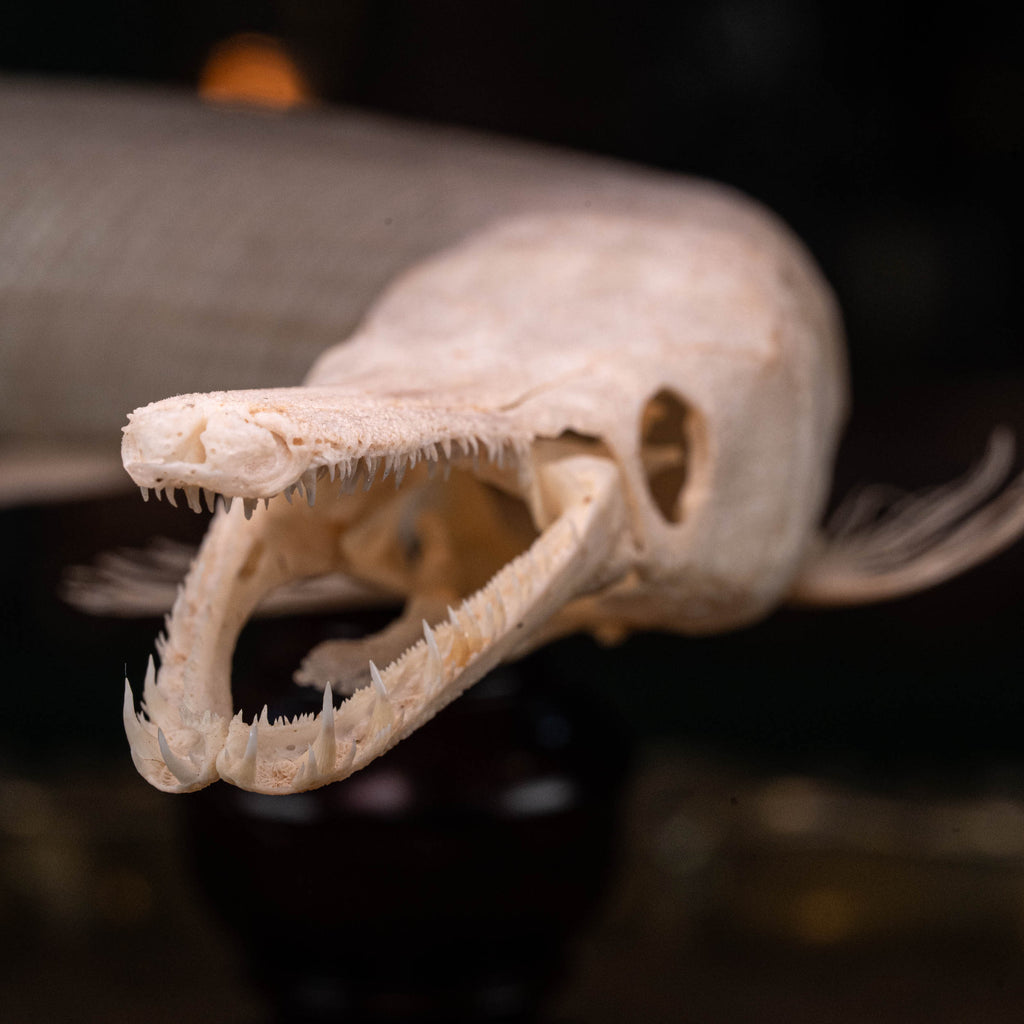 alligator gar, gar, monsterfish
bone collection, skeleton collection, 
oddities and curiosities, 
Real fish skeleton taxidermy, 
real fish skull,
trophy fish taxidermy, 
fish anatomy, 
predator fish,
Goth home decor, dark academia, vulture culture