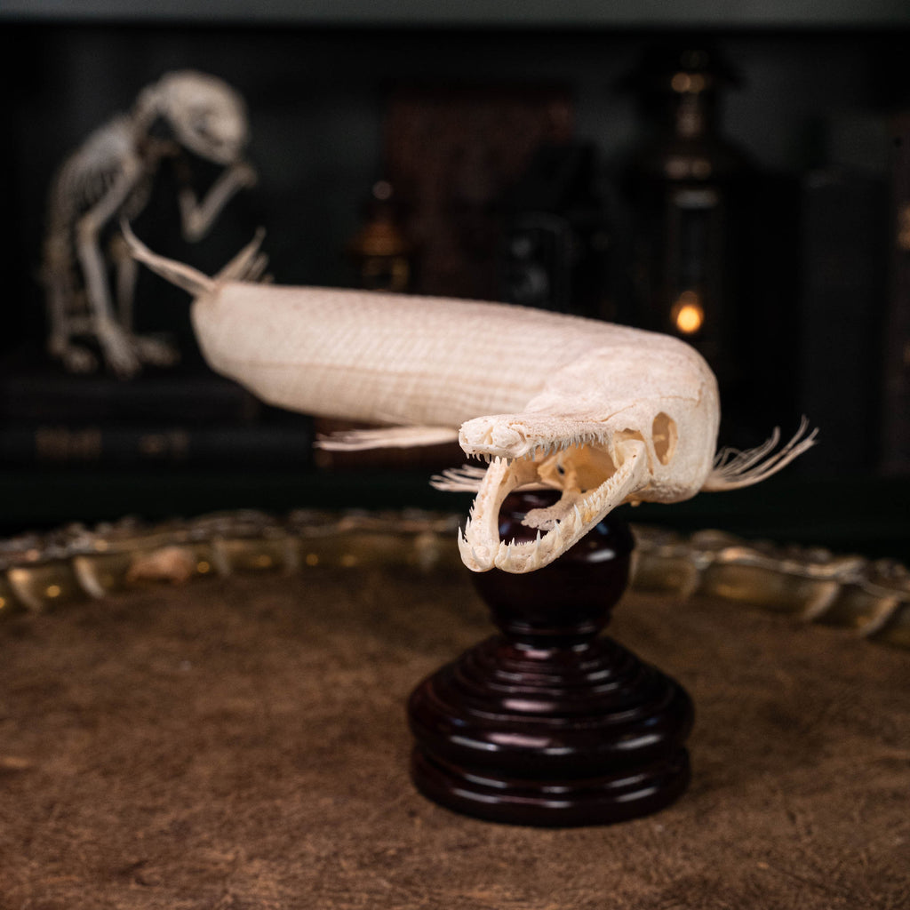alligator gar, gar, monsterfish
bone collection, skeleton collection, 
oddities and curiosities, 
Real fish skeleton taxidermy, 
real fish skull,
trophy fish taxidermy, 
fish anatomy, 
predator fish,
Goth home decor, dark academia, vulture culture